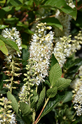 Vanilla Spice Summersweet (Clethra alnifolia 'Caleb') at Carleton Place Nursery