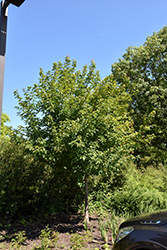 Ruby Slippers Amur Maple (Acer ginnala 'Ruby Slippers') at Carleton Place Nursery