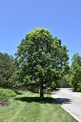 Bur Oak (Quercus macrocarpa) at Carleton Place Nursery