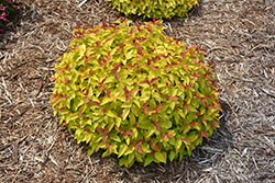 Double Play Candy Corn Spirea (Spiraea japonica 'NCSX1') at Carleton Place Nursery