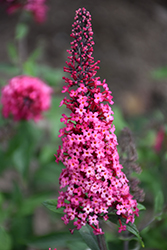 Monarch Prince Charming Butterfly Bush (Buddleia 'Prince Charming') at Carleton Place Nursery