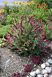 Monarch Prince Charming Butterfly Bush (Buddleia 'Prince Charming') at Carleton Place Nursery