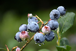Blueray Blueberry (Vaccinium corymbosum 'Blueray') at Carleton Place Nursery