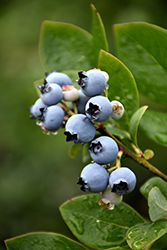 Northblue Blueberry (Vaccinium 'Northblue') at Carleton Place Nursery