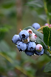 Chippewa Blueberry (Vaccinium 'Chippewa') at Carleton Place Nursery