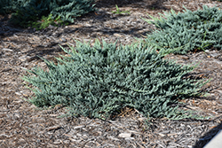 Blue Chip Juniper (Juniperus horizontalis 'Blue Chip') at Carleton Place Nursery