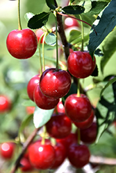 Juliet Cherry (tree form) (Prunus 'Juliet (tree form)') at Carleton Place Nursery