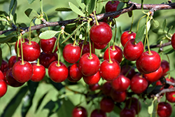 Crimson Passion Cherry (Prunus 'Crimson Passion') at Carleton Place Nursery