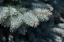 Baby Blue Blue Spruce (Picea pungens 'Baby Blue') at Carleton Place Nursery