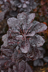 Winecraft Black Smokebush (Cotinus coggygria 'NCCO1') at Carleton Place Nursery