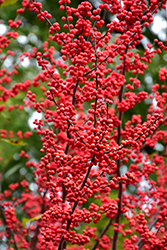 Winter Red Winterberry (Ilex verticillata 'Winter Red') at Carleton Place Nursery