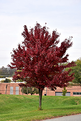 Brandywine Red Maple (Acer rubrum 'Brandywine') at Carleton Place Nursery