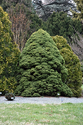 Dwarf Alberta Spruce (Picea glauca 'Conica') at Carleton Place Nursery