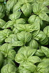 Sweet Basil (Ocimum basilicum) at Carleton Place Nursery
