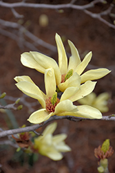 Yellow Bird Magnolia (Magnolia 'Yellow Bird') at Carleton Place Nursery
