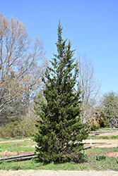 Eastern Redcedar (Juniperus virginiana) at Carleton Place Nursery