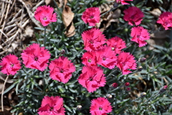 Paint The Town Magenta Pinks (Dianthus 'Paint The Town Magenta') at Carleton Place Nursery