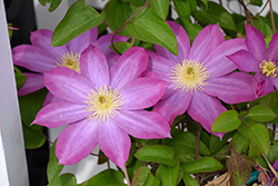 Pink Champagne Clematis (Clematis 'Pink Champagne') at Carleton Place Nursery