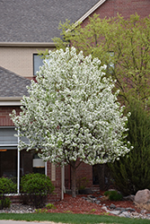 Spring Snow Flowering Crab (Malus 'Spring Snow') at Carleton Place Nursery