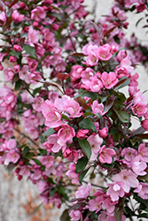 Gladiator Flowering Crab (Malus 'DurLeo') at Carleton Place Nursery