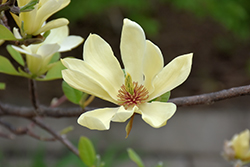 Butterflies Magnolia (Magnolia 'Butterflies') at Carleton Place Nursery