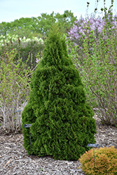 Holmstrup Arborvitae (Thuja occidentalis 'Holmstrup') at Carleton Place Nursery