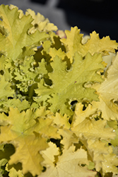 Twist of Lime Coral Bells (Heuchera 'Twist of Lime') at Carleton Place Nursery