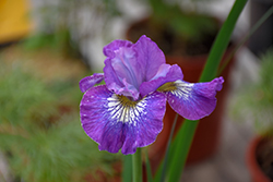 How Audacious Siberian Iris (Iris sibirica 'How Audacious') at Carleton Place Nursery