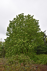 Yellow Bird Magnolia (Magnolia 'Yellow Bird') at Carleton Place Nursery