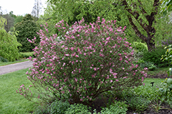Fairytale Tinkerbelle Lilac (Syringa 'Bailbelle') at Carleton Place Nursery