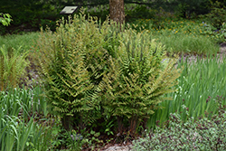 Royal Fern (Osmunda regalis) at Carleton Place Nursery