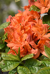 Mandarin Lights Azalea (Rhododendron 'Mandarin Lights') at Carleton Place Nursery