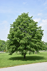 Corinthian Linden (Tilia cordata 'Corinthian') at Carleton Place Nursery