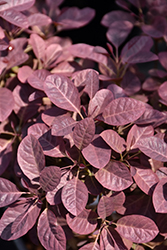 Velveteeny Purple Smokebush (Cotinus coggygria 'Cotsidh5') at Carleton Place Nursery