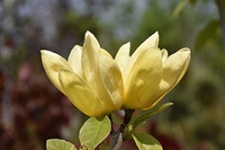 Yellow Bird Magnolia (Magnolia 'Yellow Bird') at Carleton Place Nursery