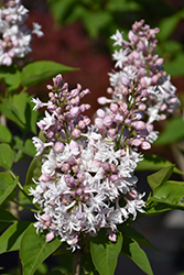 Beauty of Moscow Lilac (Syringa vulgaris 'Beauty of Moscow') at Carleton Place Nursery