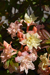 Cannon's Double Azalea (Rhododendron 'Cannon's Double') at Carleton Place Nursery