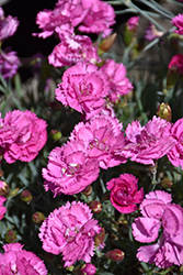 EverLast Orchid Pinks (Dianthus 'EverLast Orchid') at Carleton Place Nursery