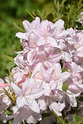 White Lights Azalea (Rhododendron 'White Lights') at Carleton Place Nursery