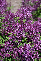 Bloomerang Dark Purple Lilac (Syringa 'SMSJBP7') at Carleton Place Nursery