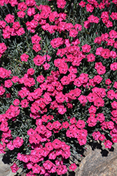 Paint The Town Red Pinks (Dianthus 'Paint The Town Red') at Carleton Place Nursery