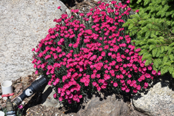 Paint The Town Red Pinks (Dianthus 'Paint The Town Red') at Carleton Place Nursery