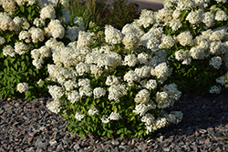 Bobo Hydrangea (Hydrangea paniculata 'ILVOBO') at Carleton Place Nursery