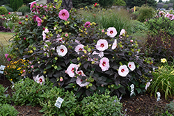 Summerific Perfect Storm Hibiscus (Hibiscus 'Perfect Storm') at Carleton Place Nursery