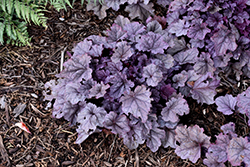 Pink Panther Coral Bells (Heuchera 'Pink Panther') at Carleton Place Nursery