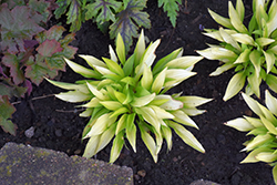 Munchkin Fire Hosta (Hosta 'Munchkin Fire') at Carleton Place Nursery