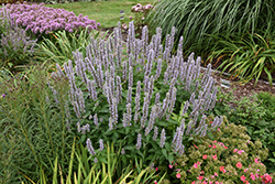 Blue Fortune Anise Hyssop (Agastache 'Blue Fortune') at Carleton Place Nursery