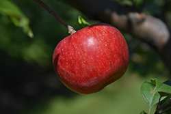 Wolf River Apple (Malus 'Wolf River') at Carleton Place Nursery