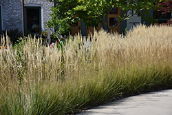 Karl Foerster Reed Grass (Calamagrostis x acutiflora 'Karl Foerster') at Carleton Place Nursery