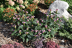 Tiny Tortuga Turtlehead (Chelone lyonii 'Tiny Tortuga') at Carleton Place Nursery